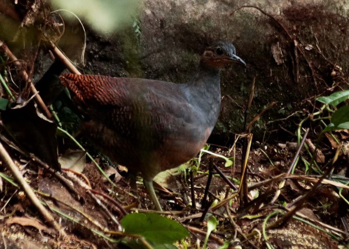 gulbeintinamu - ML639641077