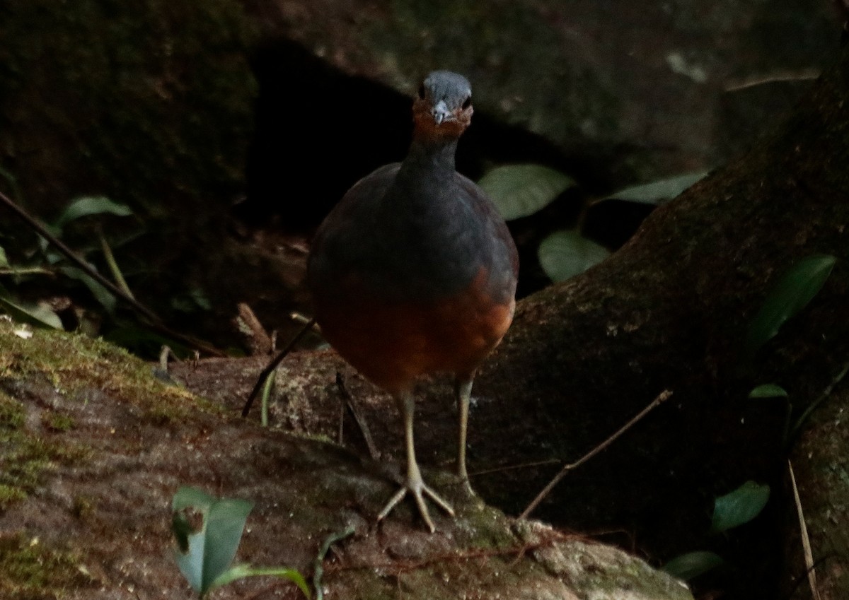 gulbeintinamu - ML639641078