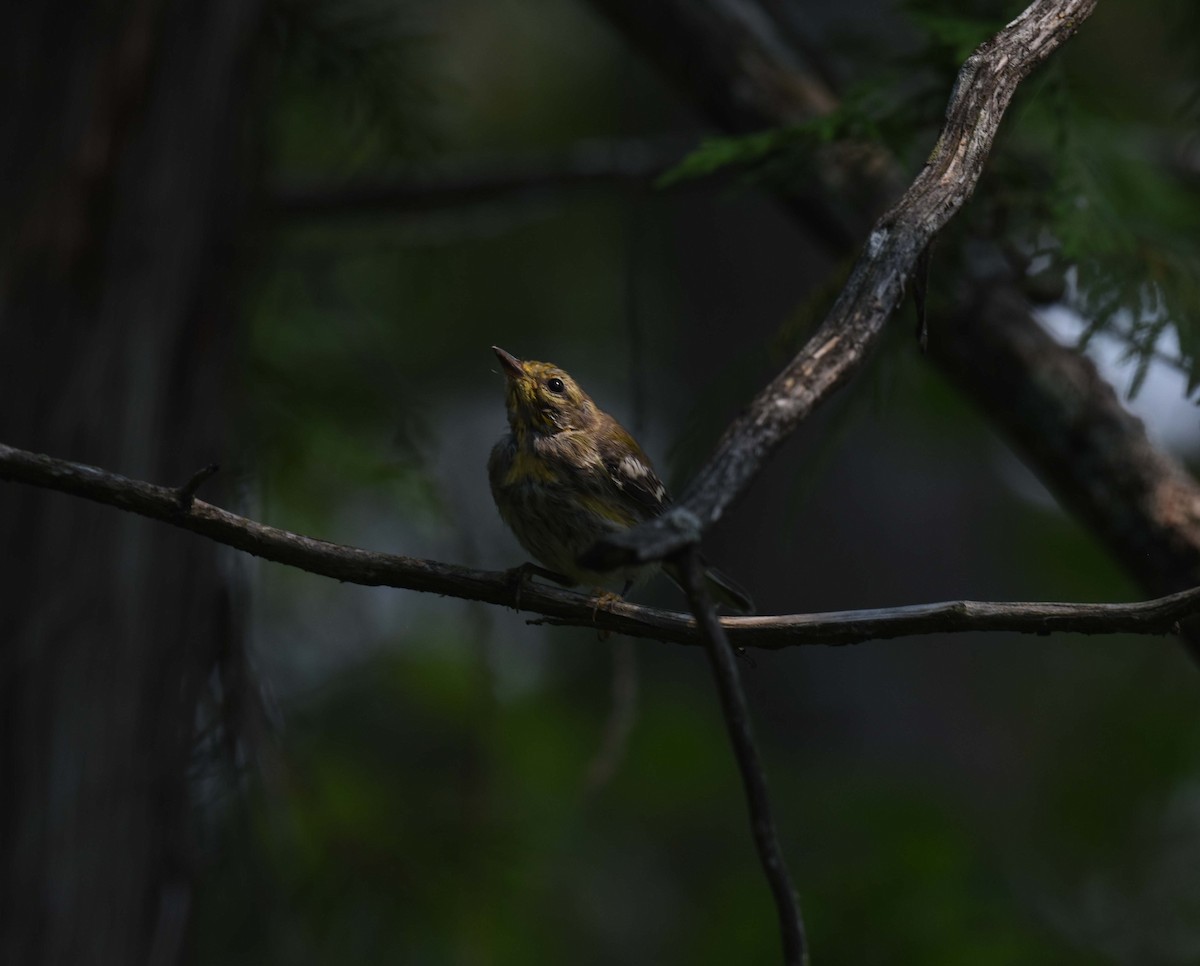 Yellow-rumped Warbler (Myrtle) - ML639641135