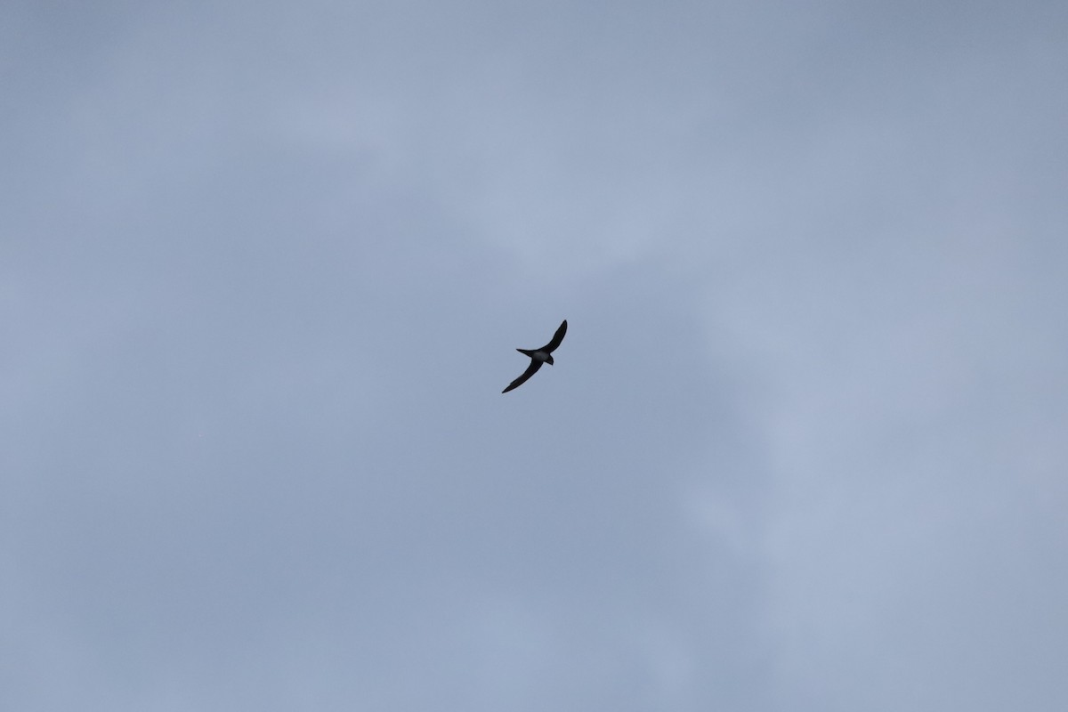 Alpine Swift - ML639641171