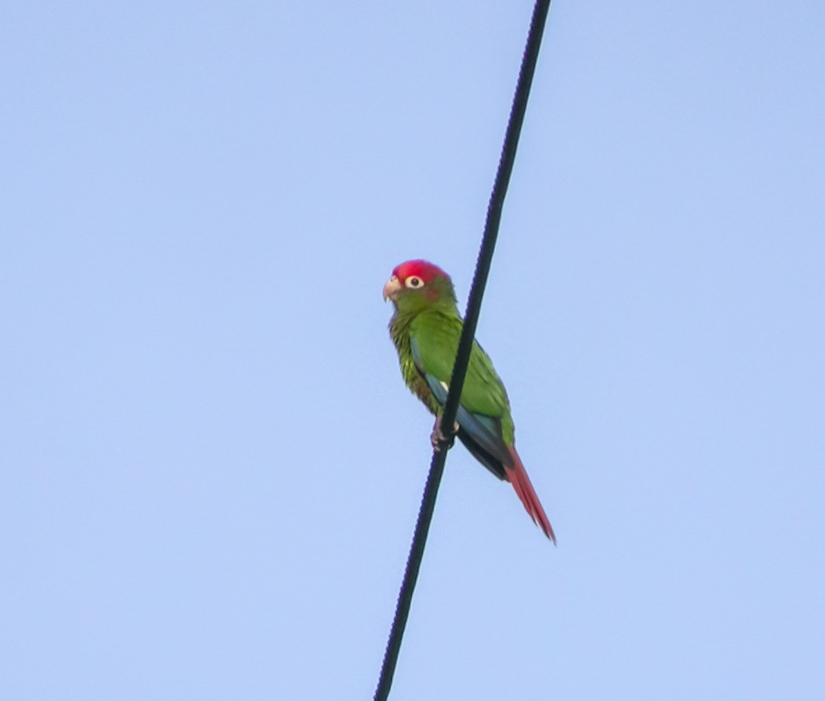 Rose-headed Parakeet - ML639641175