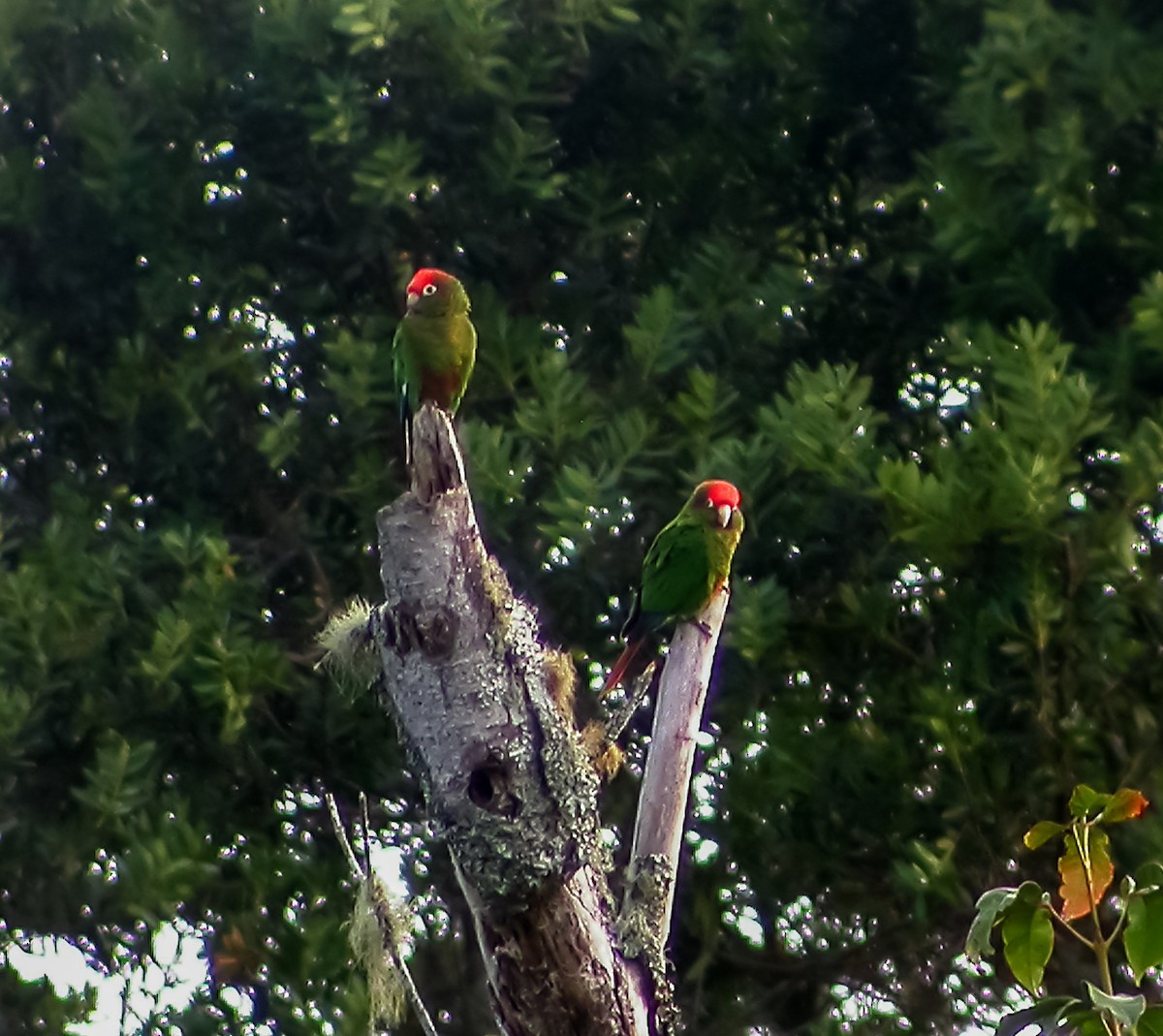 Rose-headed Parakeet - ML639641176