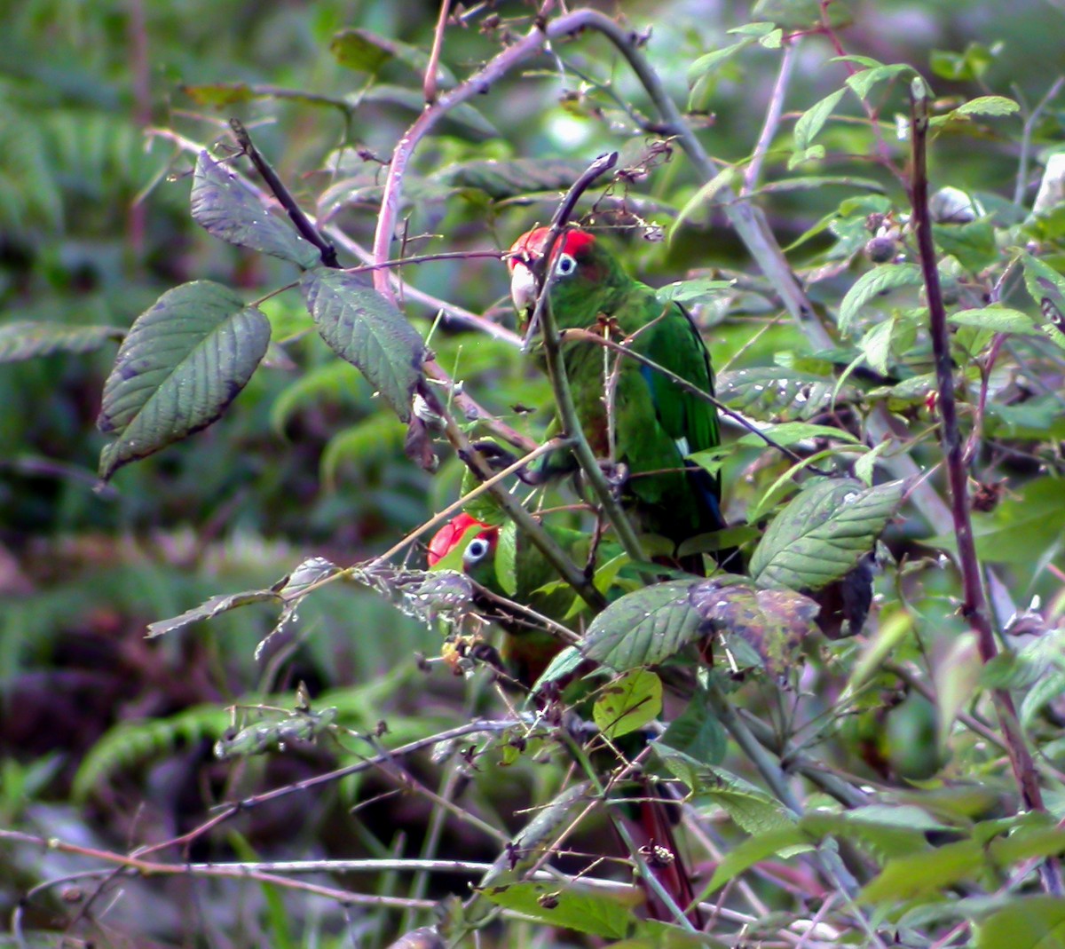 Rose-headed Parakeet - ML639641177