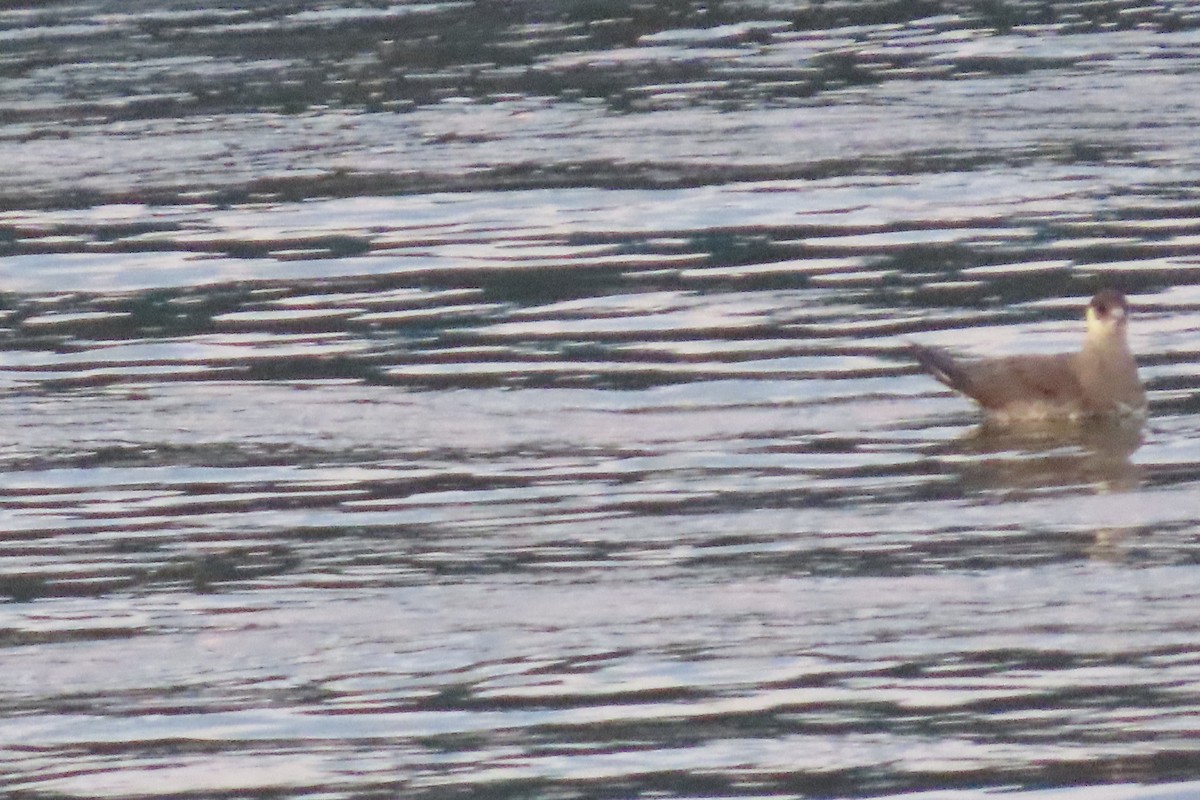 Parasitic Jaeger - ML639641194