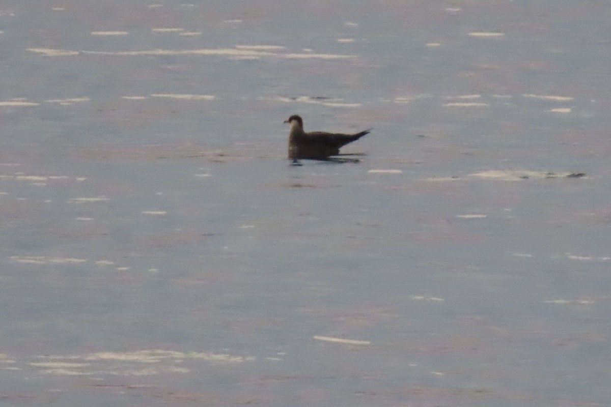 Parasitic Jaeger - ML639641197