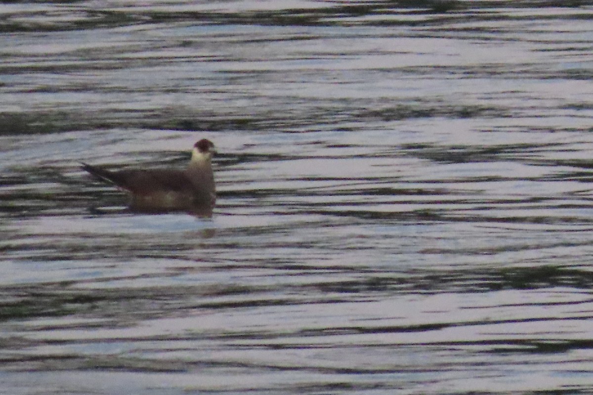 Parasitic Jaeger - ML639641198