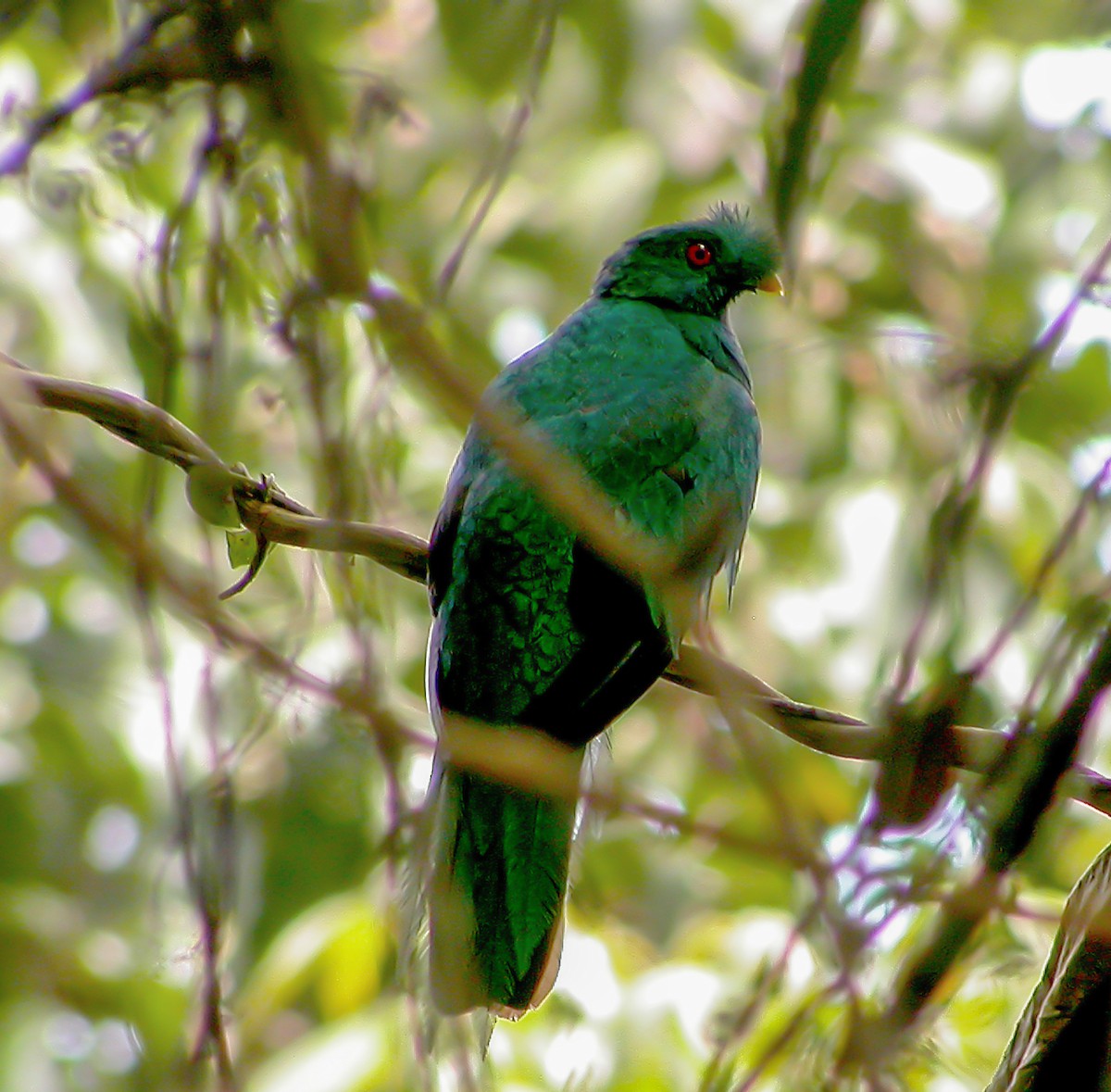 Crested Quetzal - ML639641202