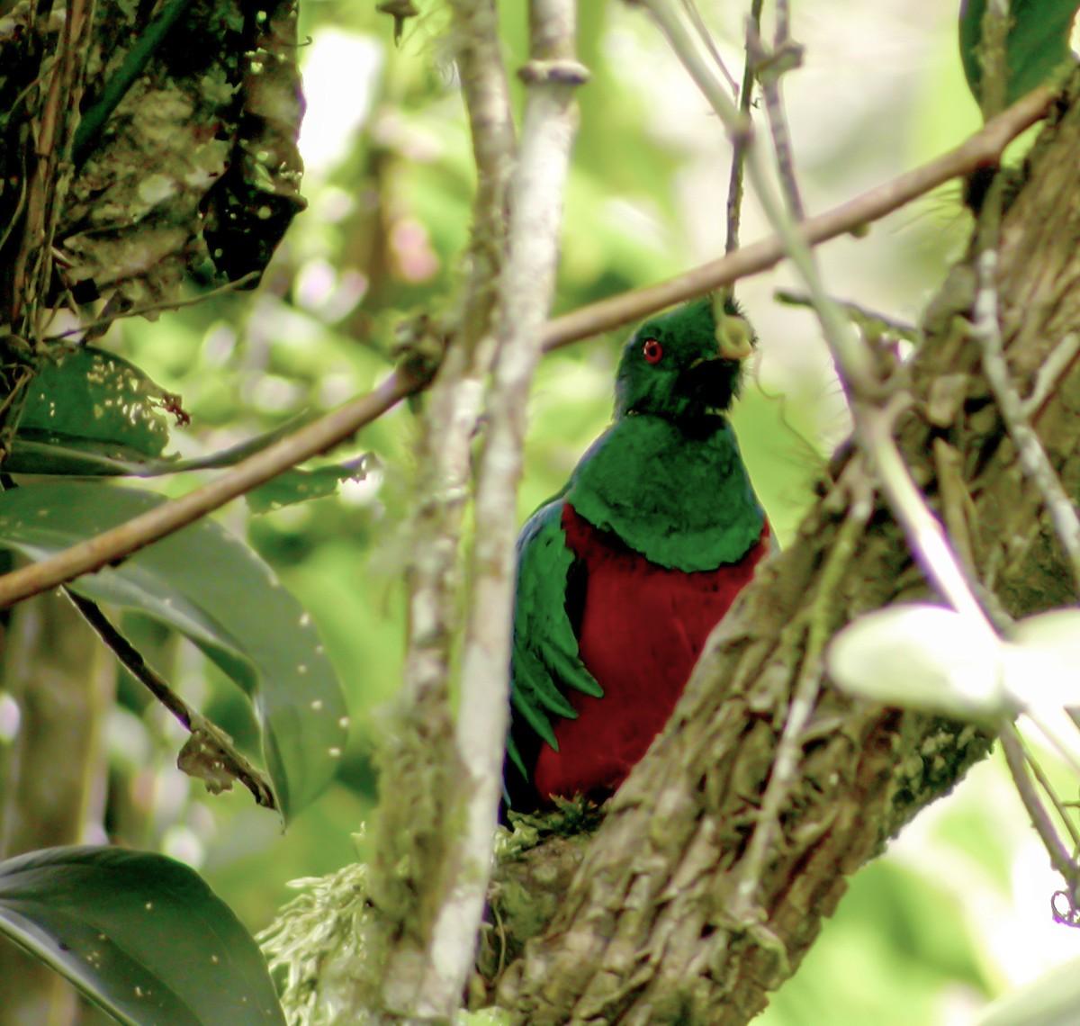 Crested Quetzal - ML639641204