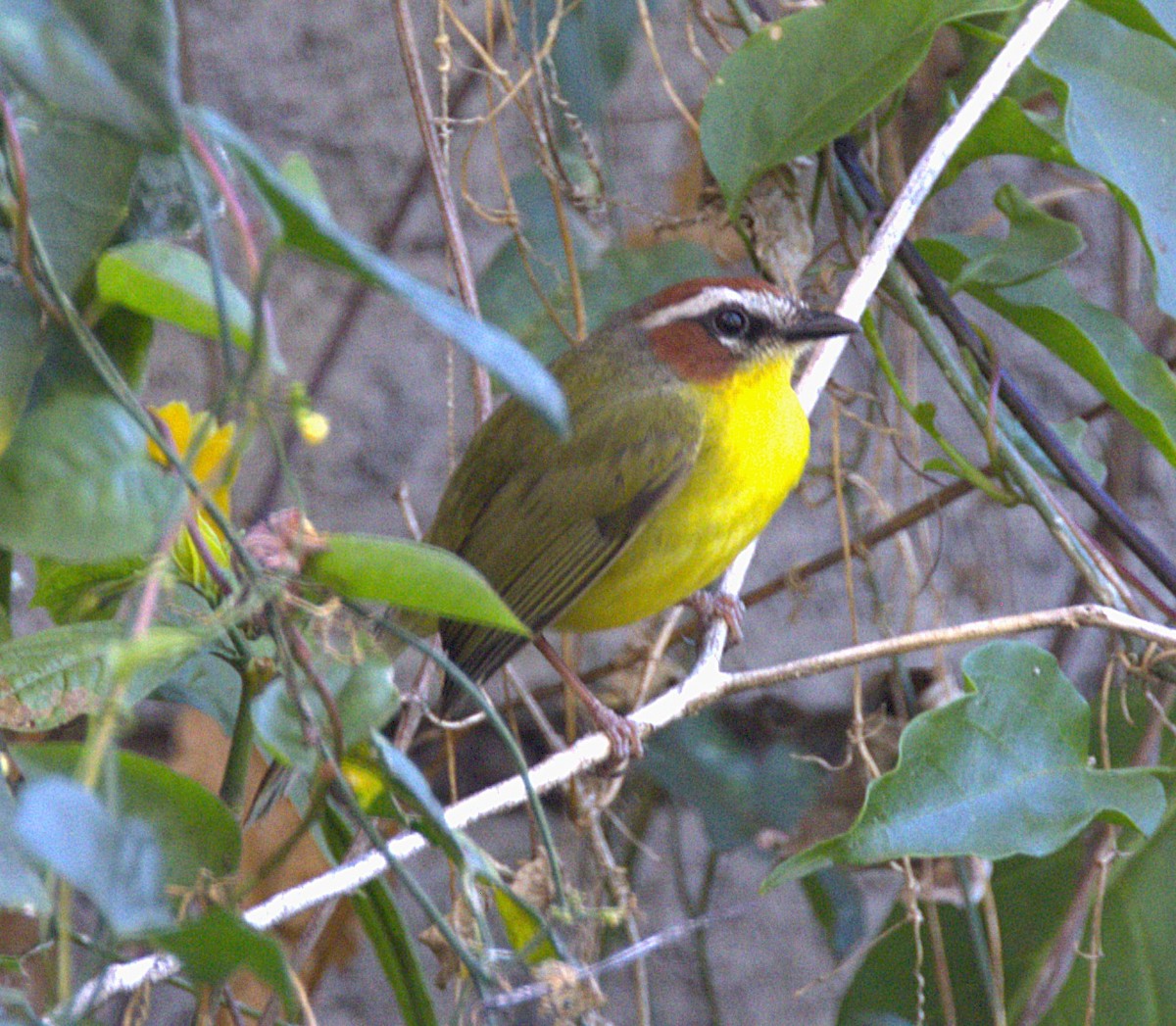 Chestnut-capped Warbler - ML639641223