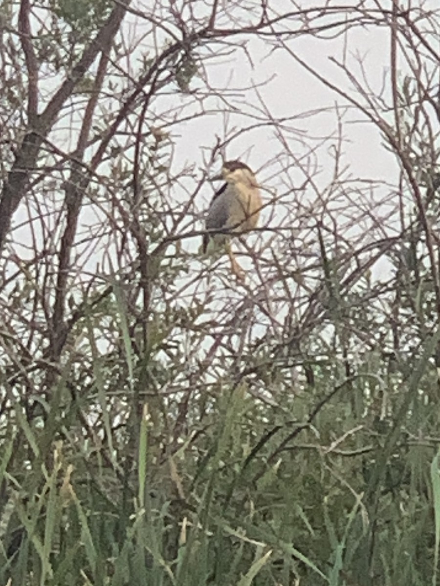 Black-crowned Night Heron - ML639641238