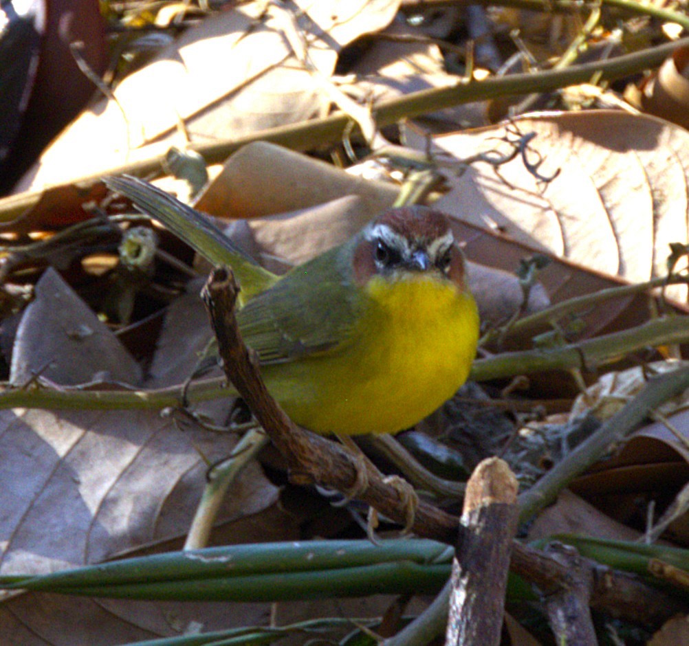 Chestnut-capped Warbler - ML639641313