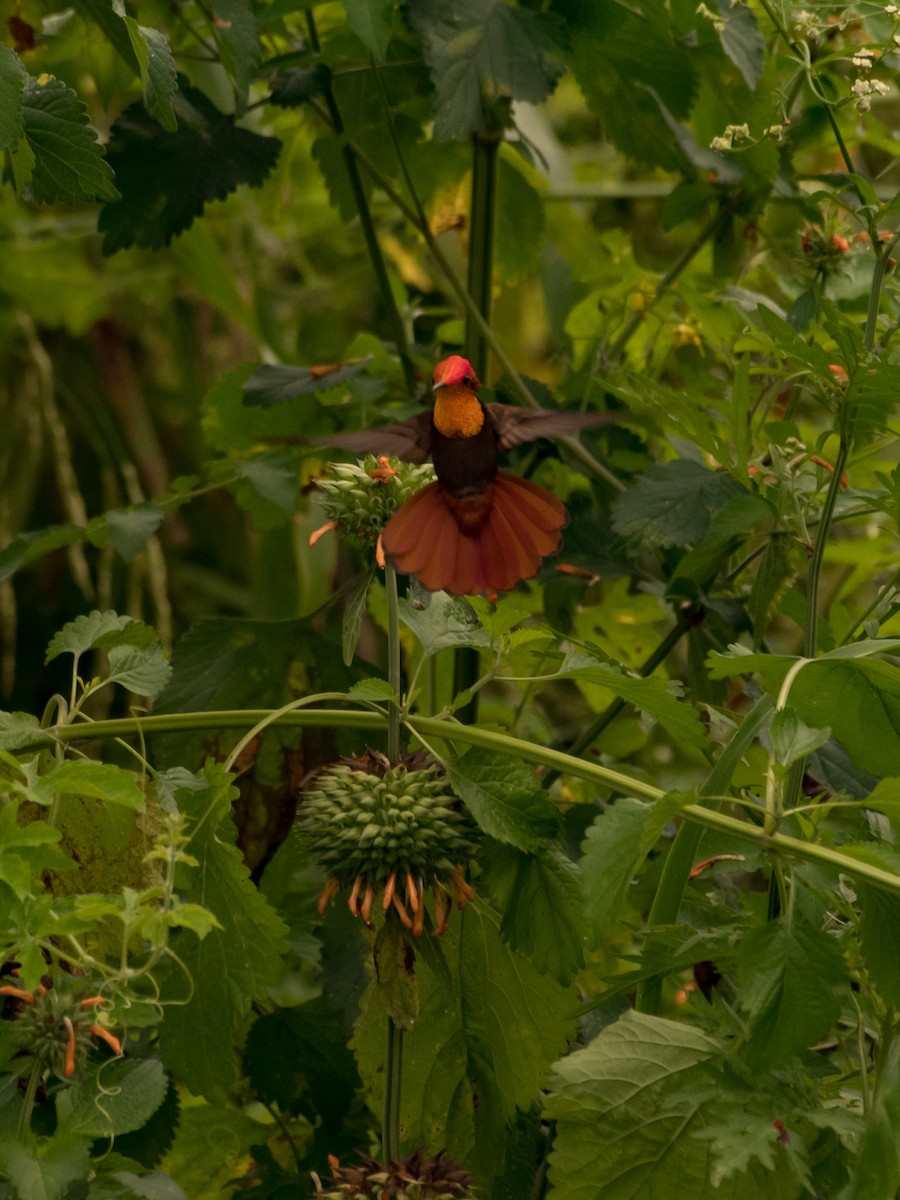 Ruby-topaz Hummingbird - ML639641314