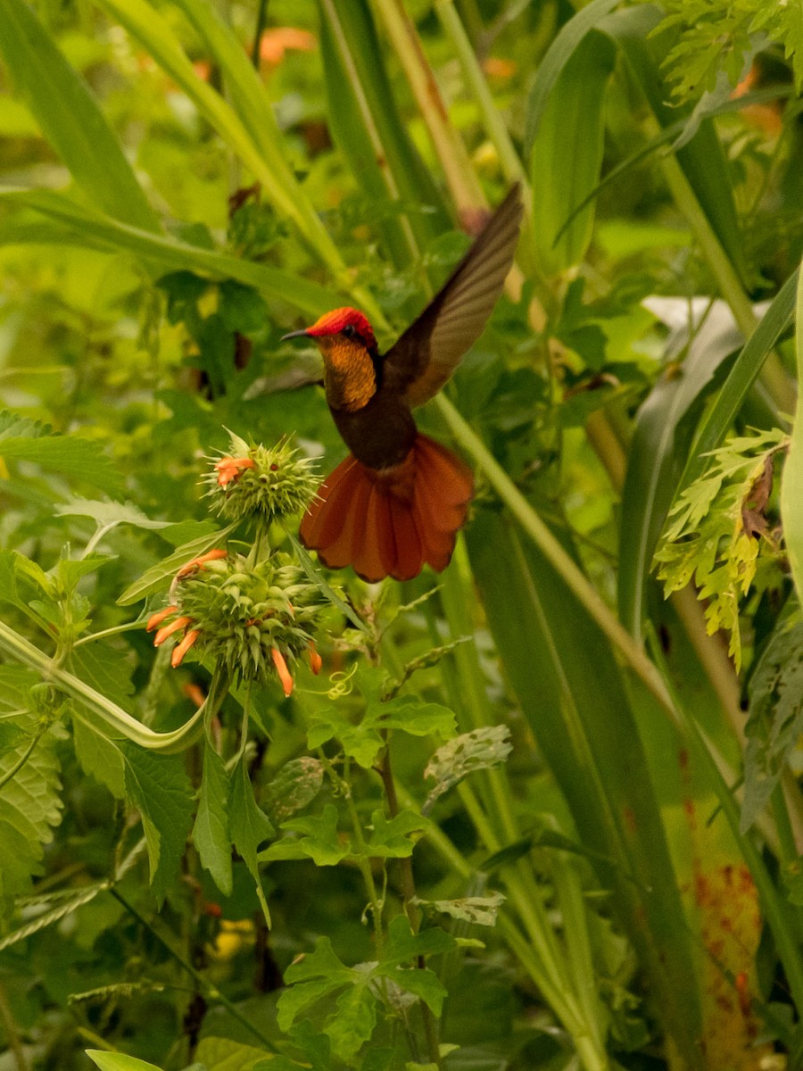 Ruby-topaz Hummingbird - ML639641315