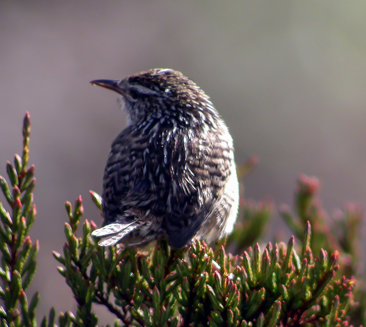 Merida Wren - ML639641350