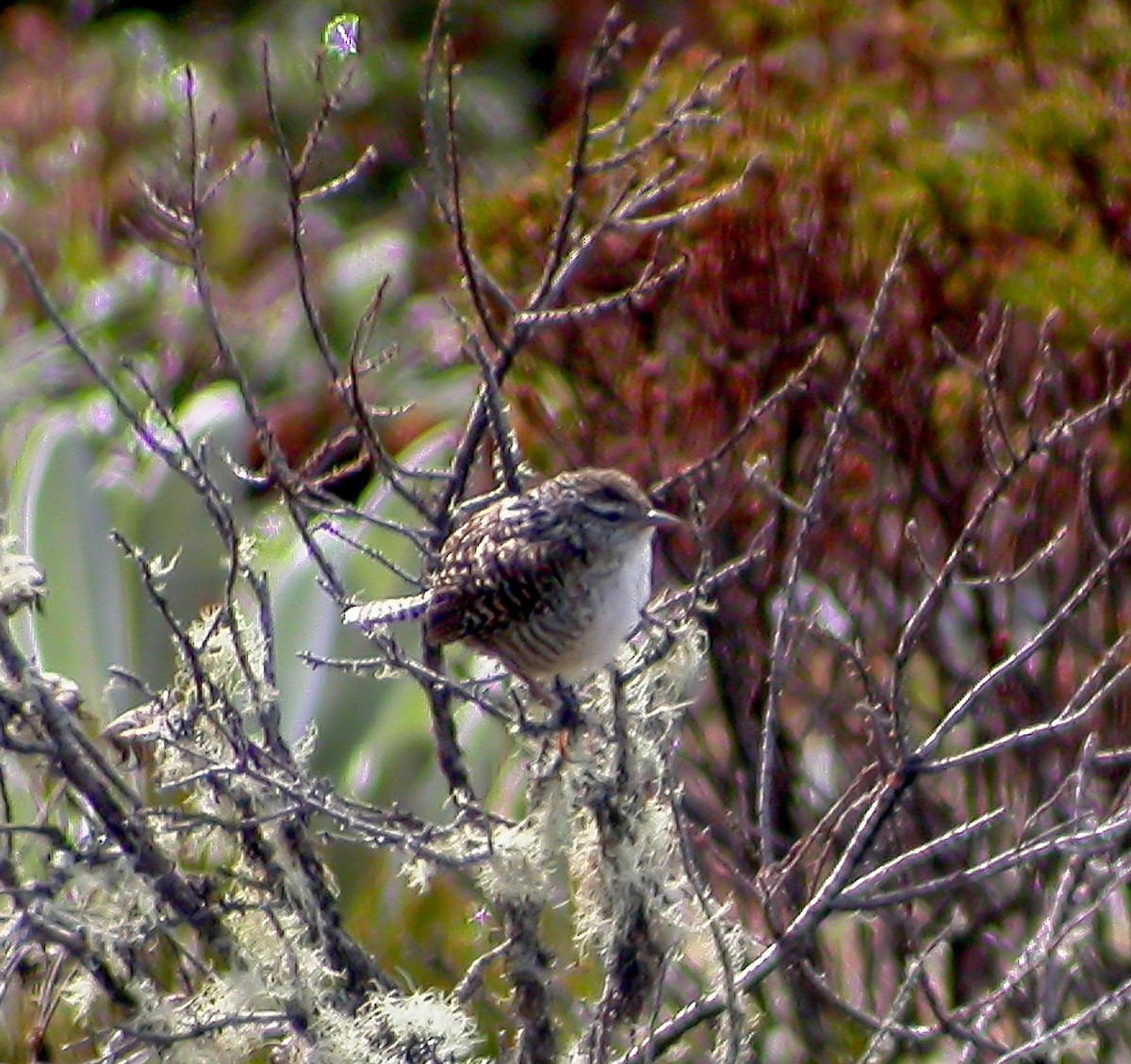 Merida Wren - ML639641354