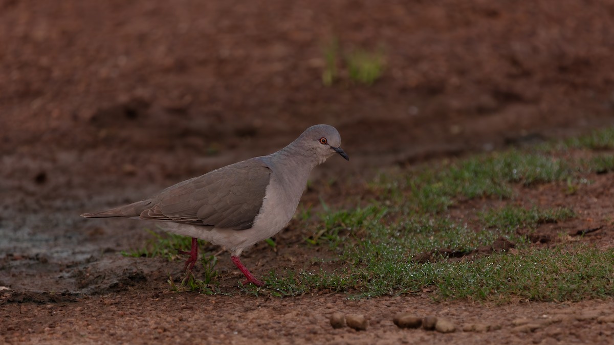 White-tipped Dove - ML639641384