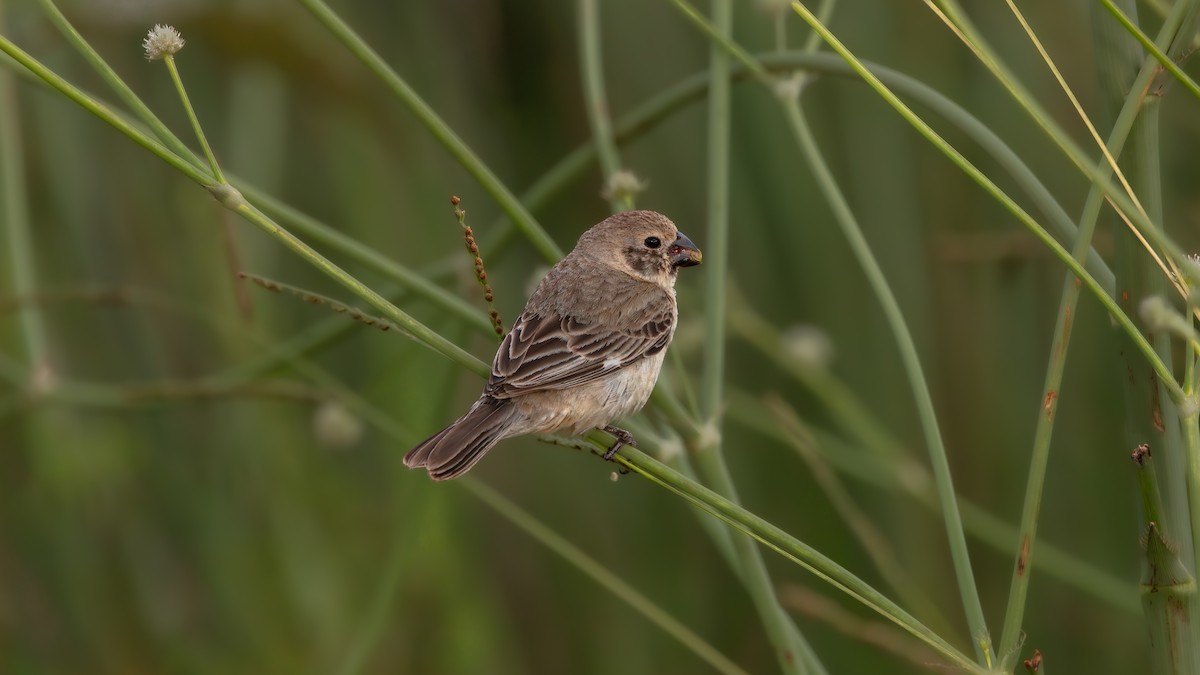 Ibera Seedeater - ML639641403