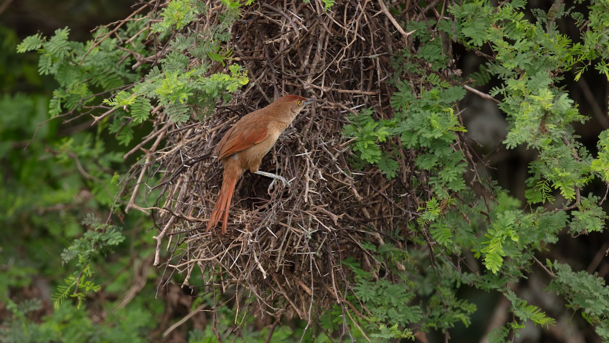 Greater Thornbird - ML639641415