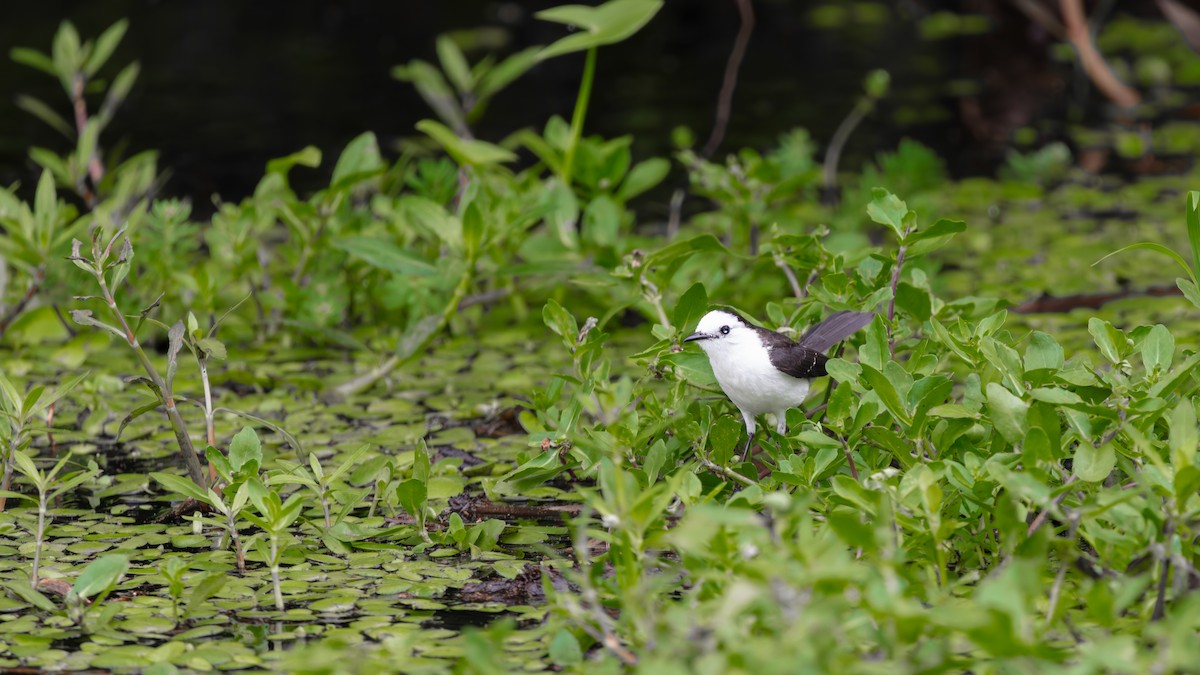 Black-backed Water-Tyrant - ML639641425