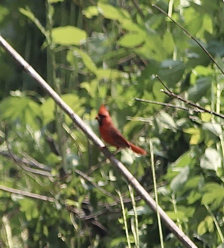 Northern Cardinal - ML639641429
