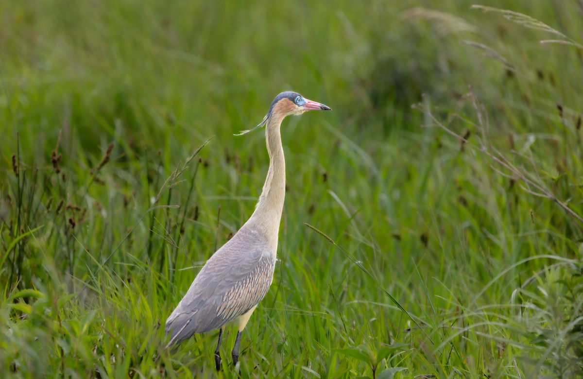 Whistling Heron - ML639641430