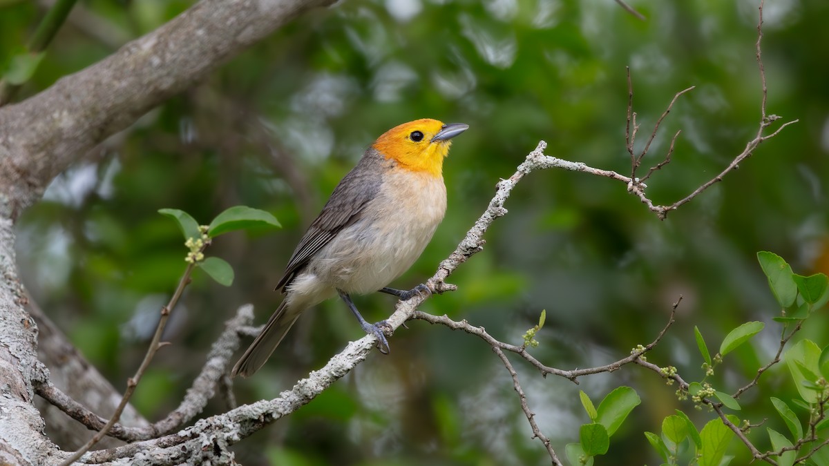 Orange-headed Tanager - ML639641433