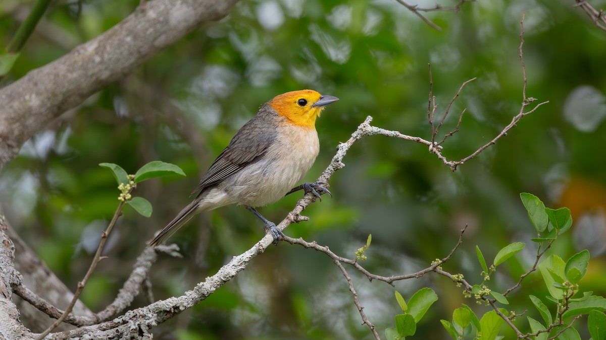 Orange-headed Tanager - ML639641434