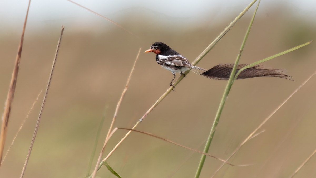 Strange-tailed Tyrant - ML639641453