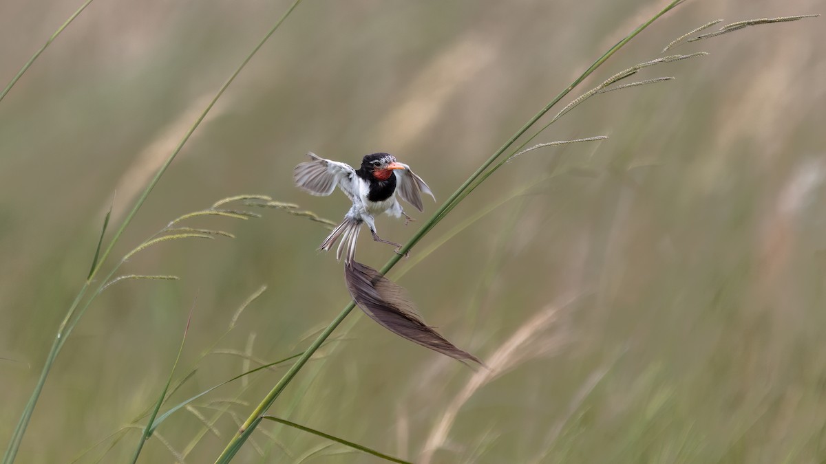 Strange-tailed Tyrant - ML639641454