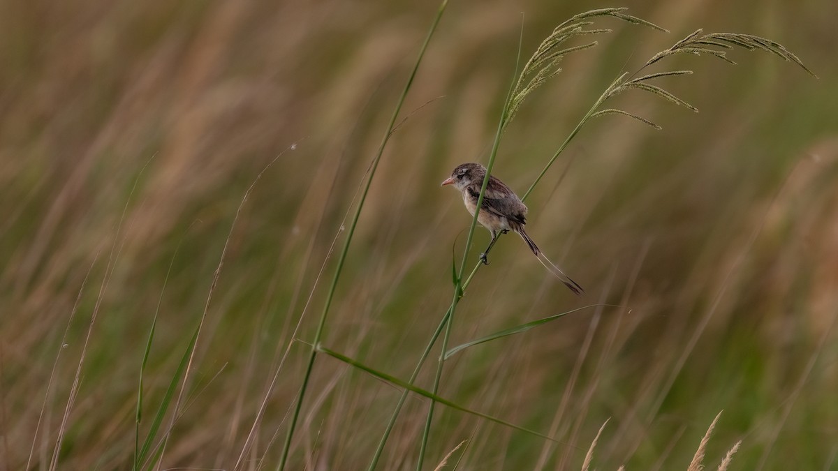 Strange-tailed Tyrant - ML639641455
