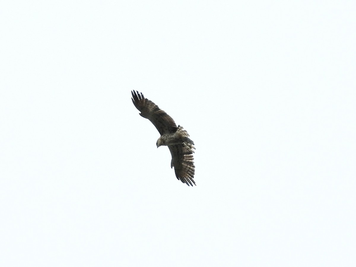 Short-toed Snake-Eagle - ML639641458