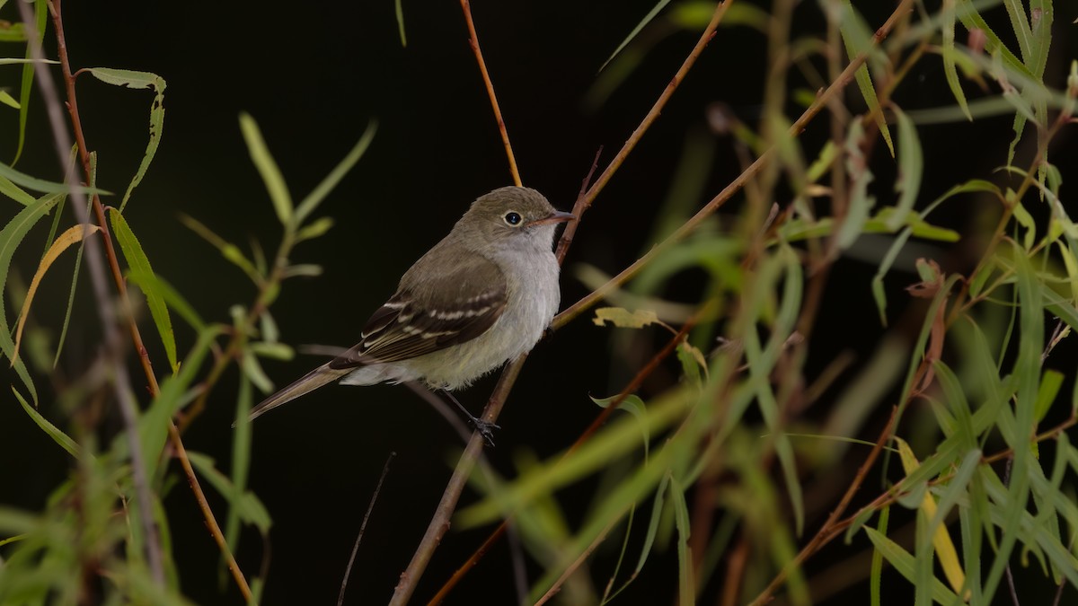 Small-billed Elaenia - ML639641464