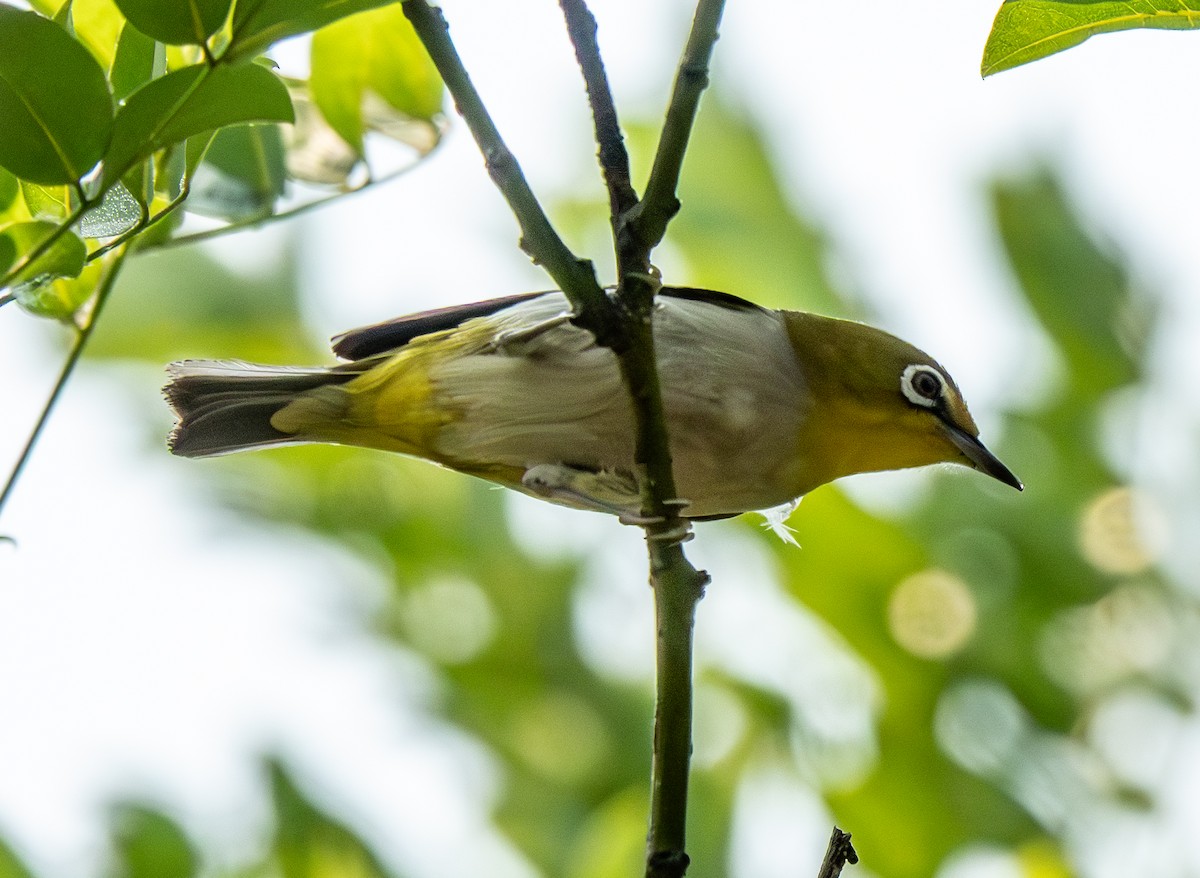 Swinhoe's White-eye - ML639641478