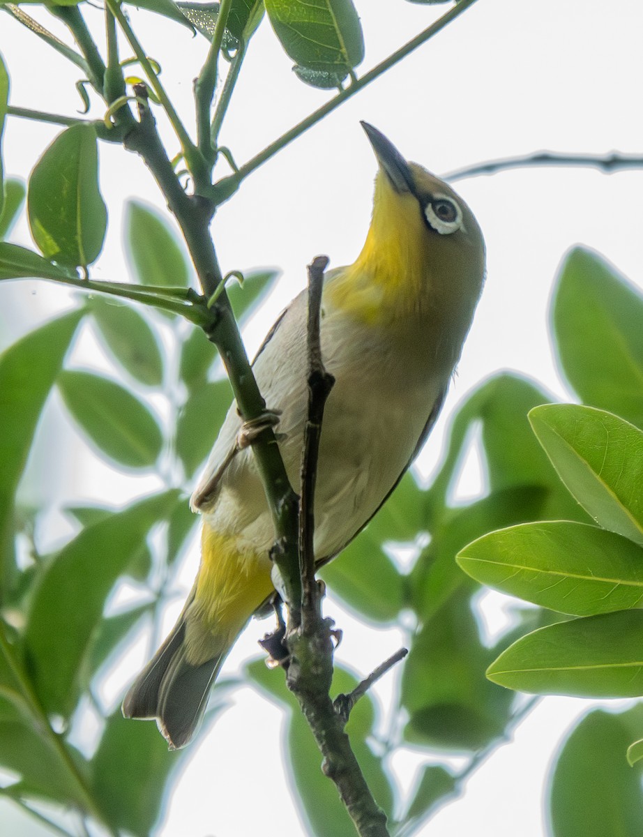 Swinhoe's White-eye - ML639641486