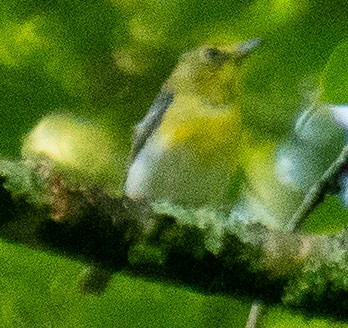 Yellow-throated Vireo - ML639641518