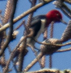 Red-headed Woodpecker - ML639641535