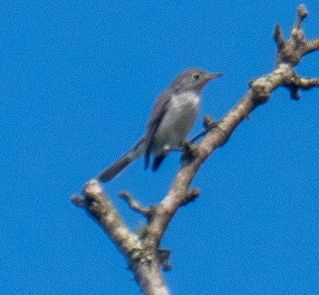 Blue-gray Gnatcatcher - ML639641548