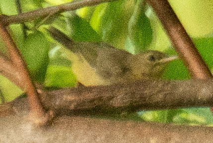 Common Yellowthroat - ML639641565