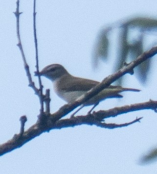 Red-eyed Vireo - ML639641582