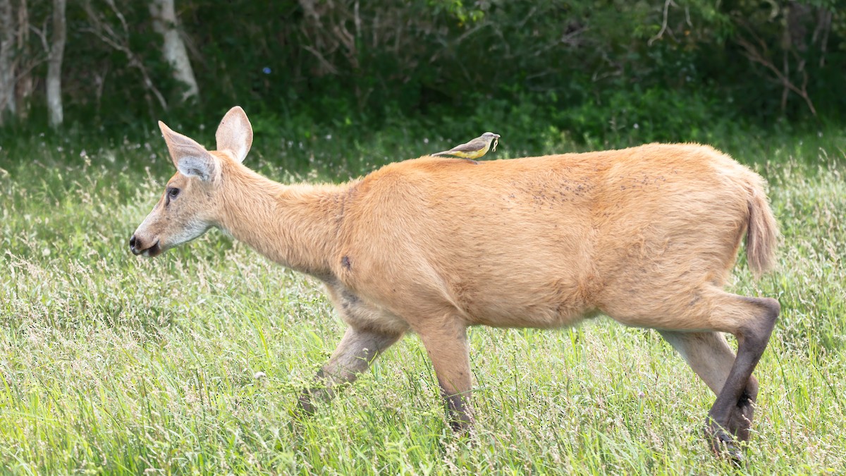 Cattle Tyrant - ML639641585