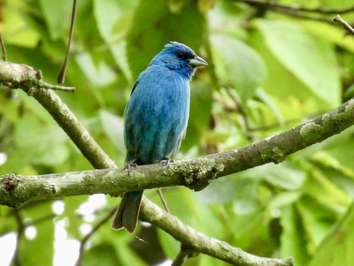 Indigo Bunting - ML639641635