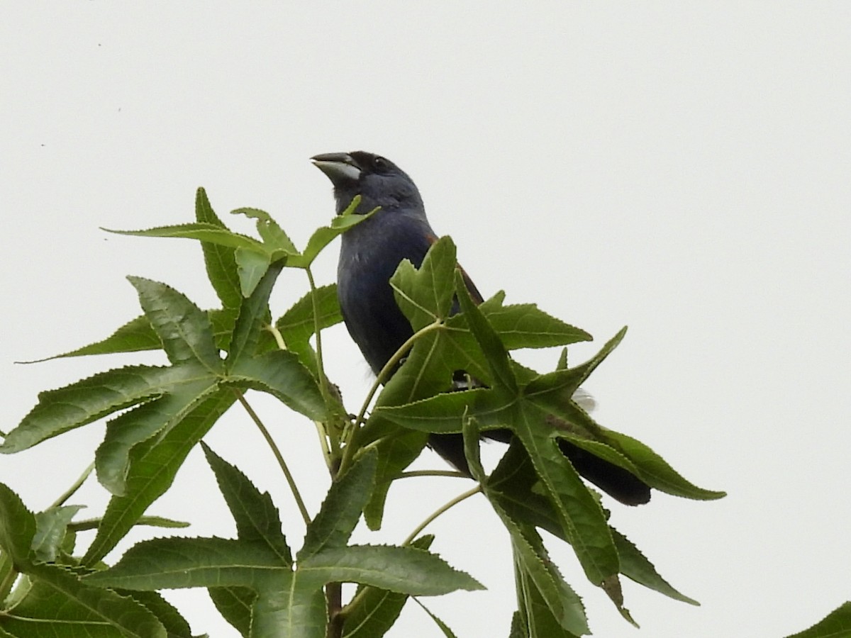 Blue Grosbeak - ML639641637
