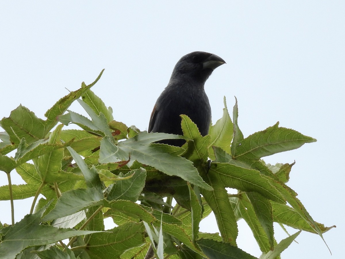 Blue Grosbeak - ML639641638