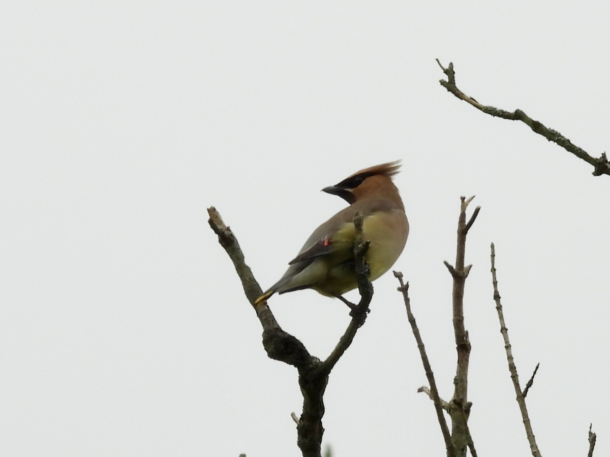 Cedar Waxwing - ML639641641