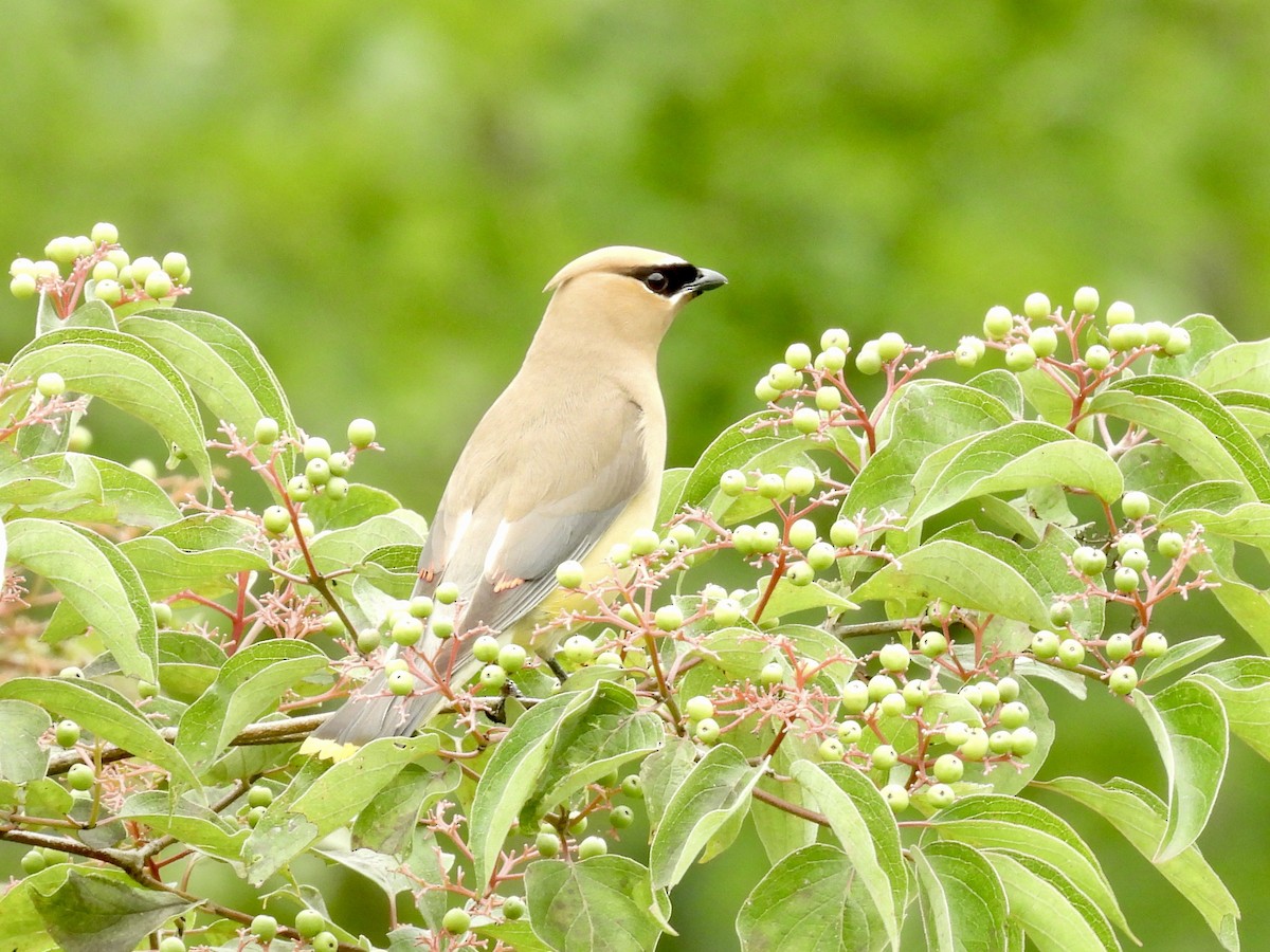 Cedar Waxwing - ML639641642