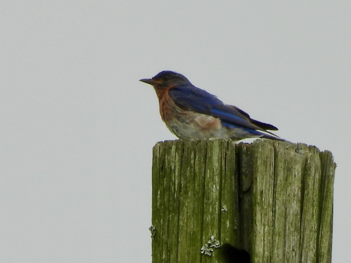 Eastern Bluebird - ML639641643