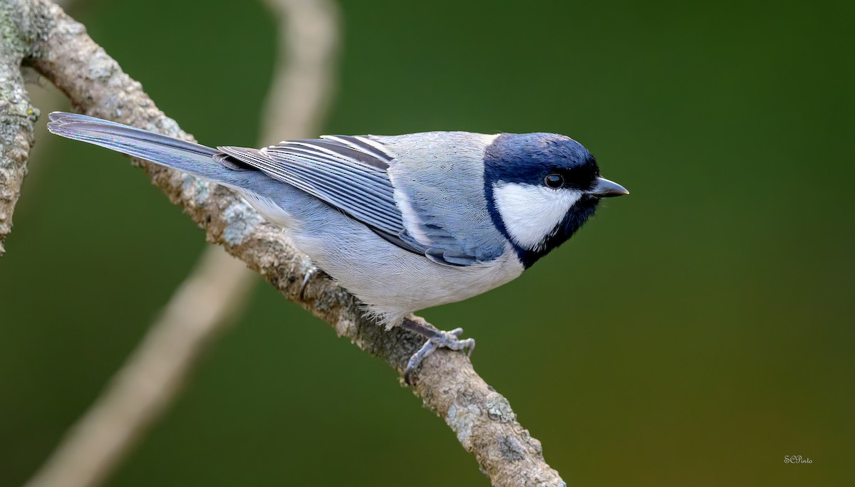 Asian Tit (Cinereous) - ML639641666