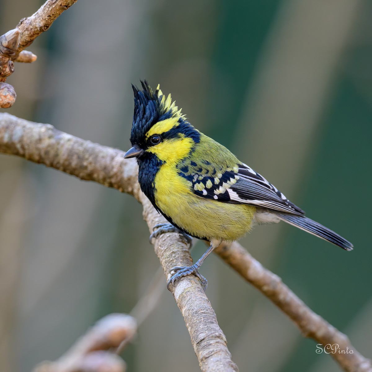 Himalayan Black-lored Tit - ML639641673