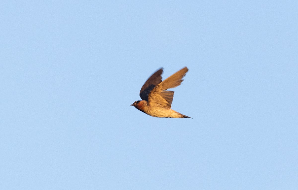 Cliff Swallow - ML639641899