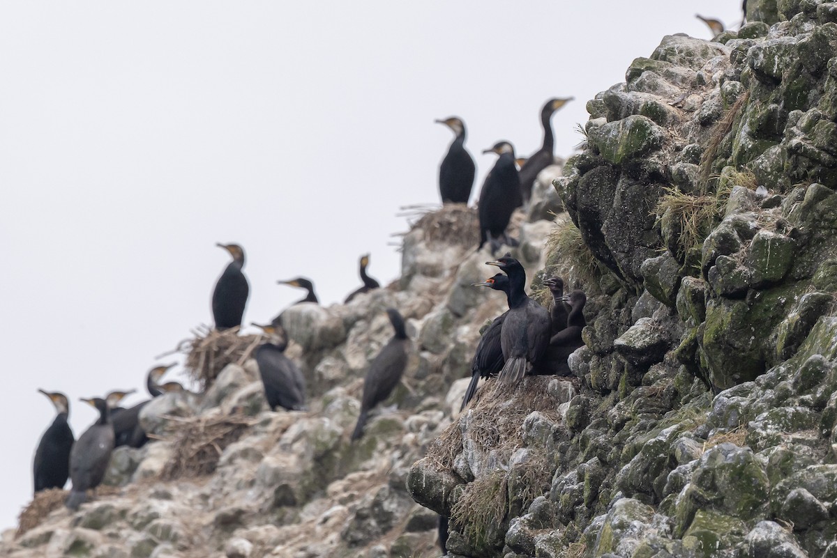 Red-faced Cormorant - ML639641928